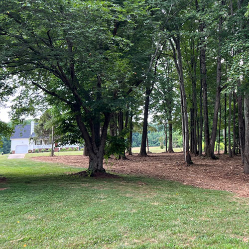 curb appeal of yard after forest mulching